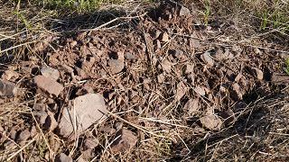 Entdecken Sie die Terroirs der Pfalz und verkosten Sie ausgewählte Trauben aus verschiedenen Terroirs