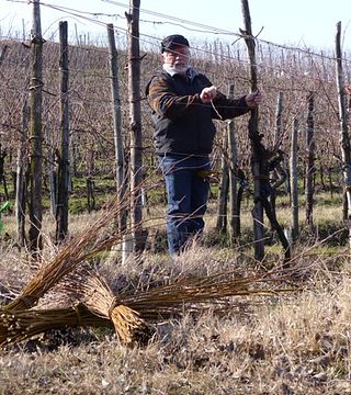 Azienda Agricola Reassi
