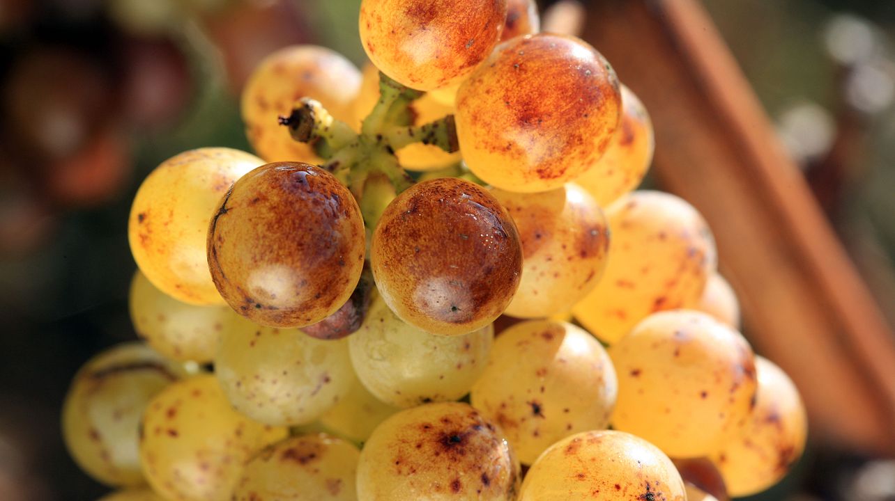 Domaine de Montgilet: A Family Legacy in Wine