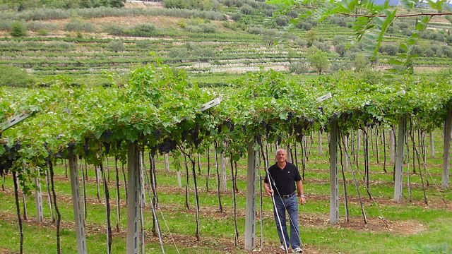 Premium-Weinprobe bei Castellani Michele & Figli