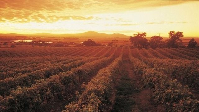 Degustação de vinhos na vinícola Montara