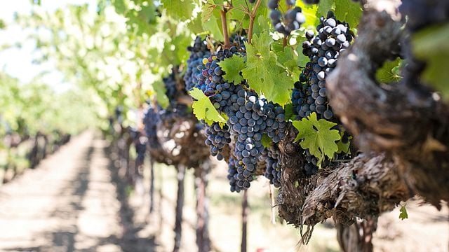 Degustazione della Terra | Quinta das Arcas