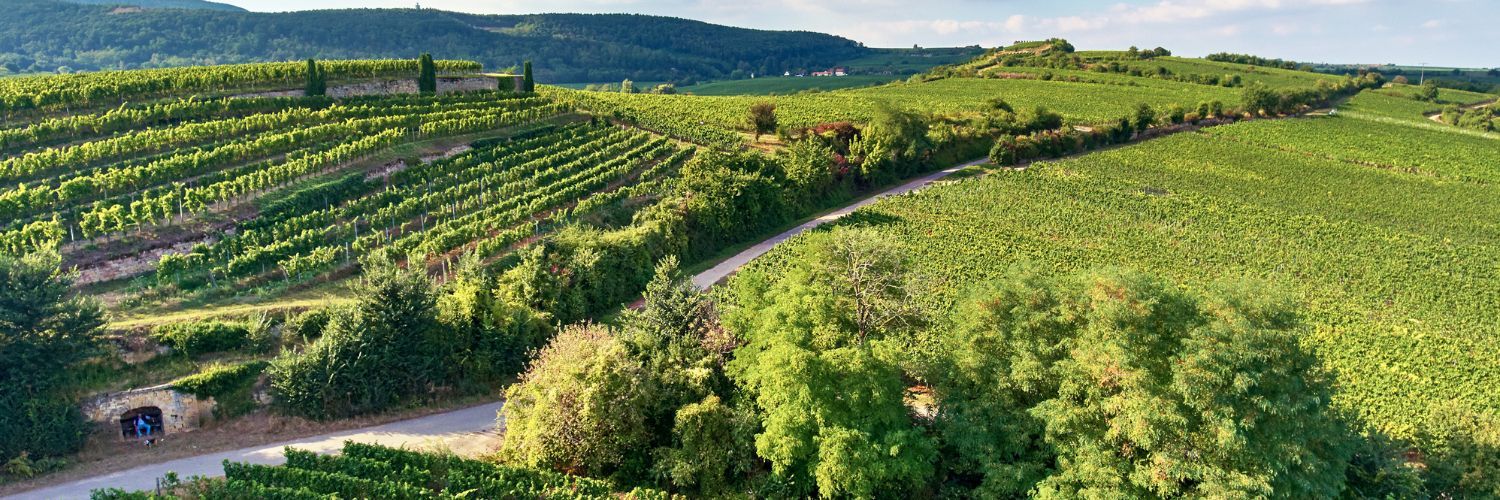 Weingut Pfeffingen - Overview Of Estates