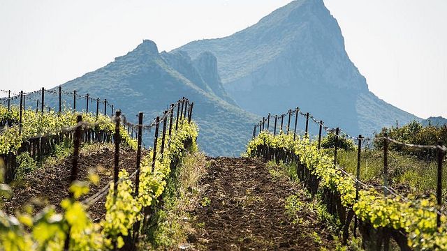 Degustazione di vini e tour a Mas Gourdou