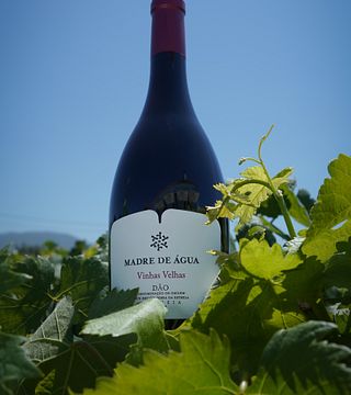 Wein- und Käseverkostung Madre de Água