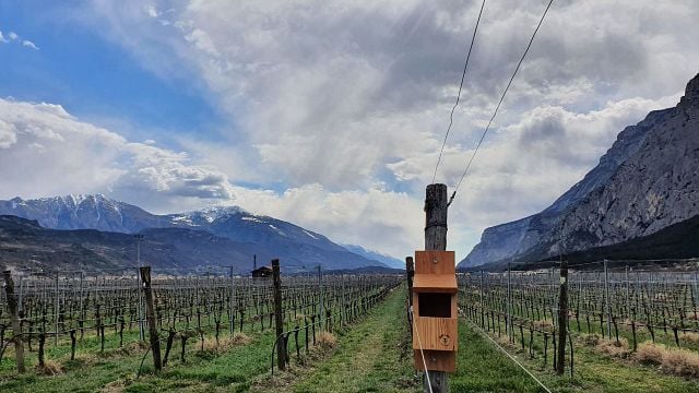 Cantina Toblino