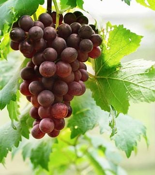 Weingut Plonerhof - St. Magdalena