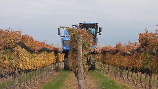 Calivista Winery