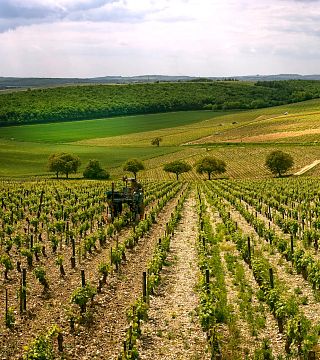 Visite et Dégustation des vins du Domaine Gitton