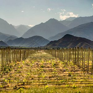 Lodge-Aufenthalt bei Alpasion Wines
