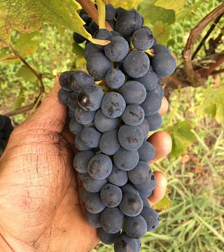 Weinprobe und Tour bei Angelini Paolo