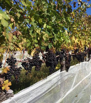 Paumanok Vineyards
