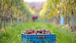 Cata de vinos y visita a la bodega Gloire de Duras