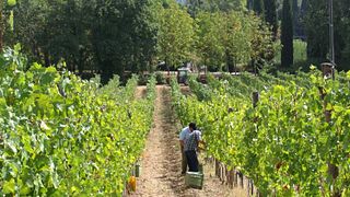 Dégustation de vins et visite à la Fattoria La Striscia