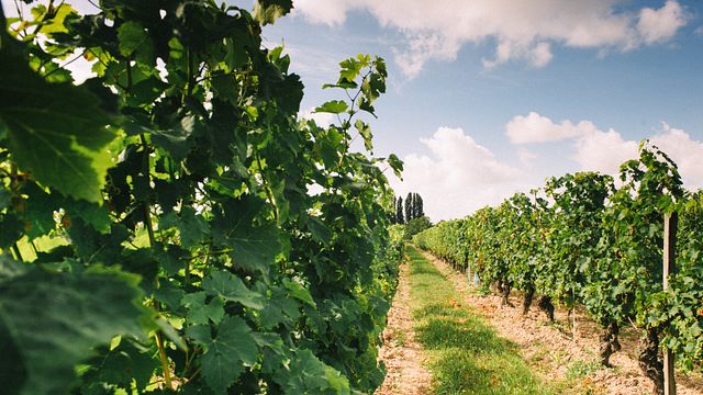 Besichtigung des Weinguts und Weinprobe im Domaine de Noiré