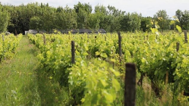Uvas Bordeaux Nativas (Esquecidas)