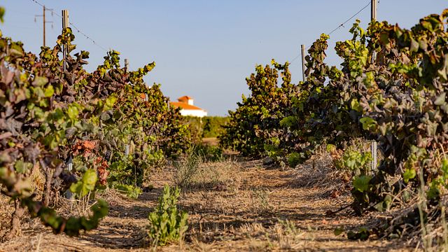 Natursköna vingårdspromenad vid Quinta do Sampayo