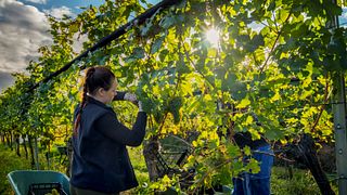 Degustação de vinhos com caminhada pelos vinhedos em Weingut Andreas Schmid