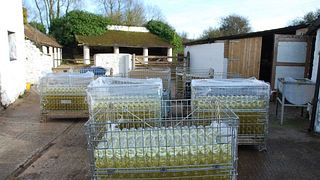 Oatley Vineyard