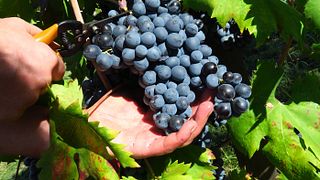 Savor Volcanic Etna Wines on a Historic Vineyard Tour