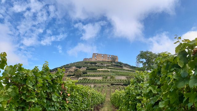 Winery Rieger