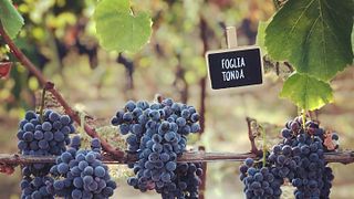 Deguste vinhos surpreendentes de Mariottini no vinhedo
