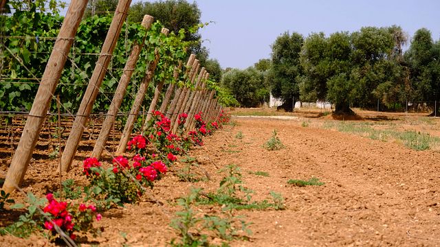 Puglia Wine & Olive Tour at Azienda Melillo