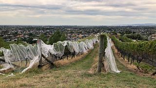 Wine Tasting and Tour at Tironui Estate