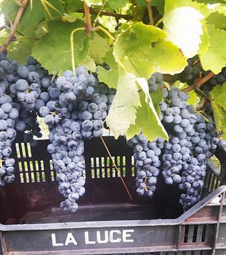 Degustação de vinhos e tour em Michele Laluce