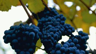 Degustazione di vini e visita alla Weingut Bannert