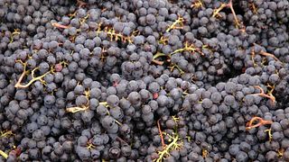 Degustação de vinhos e visita ao Château Bruleséscaille