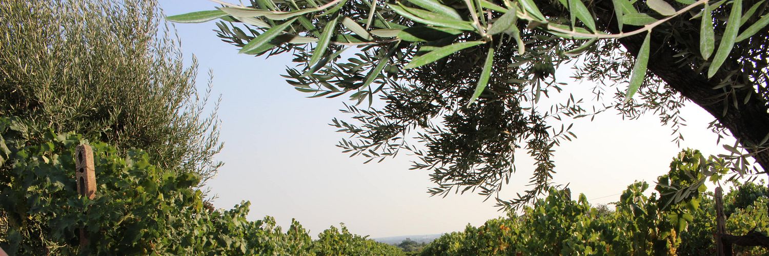 Costantini-min