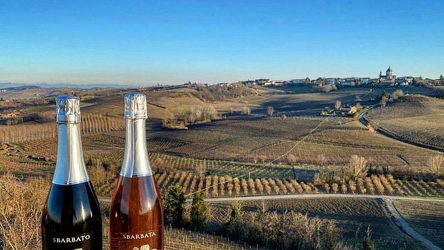 Dégustation de vins et visite à Laficaia