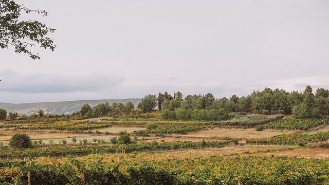 .Cheyf – exploring the Bosnian and Herzegovinian wine region