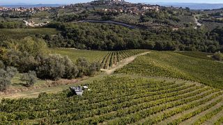 San Gimignano Tasting