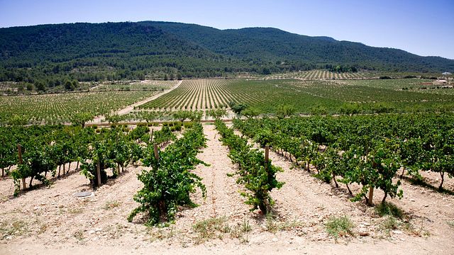Weinprobe und Tour bei Bodegas Sierra Salinas