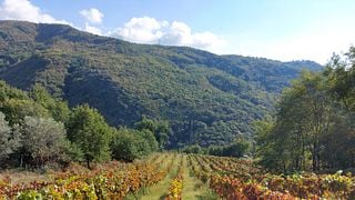 Colacino Wines