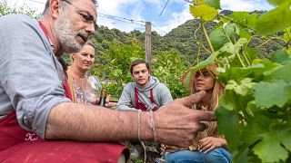 Experimente a degustação de vinhos em uma vinícola histórica
