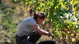 Verkostung seltener und ehrwürdiger Touraine-Rebsorten | Domaine de la Méchinière
