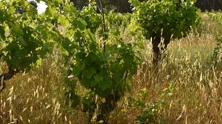 Weinprobe bei Massamier La Mignarde