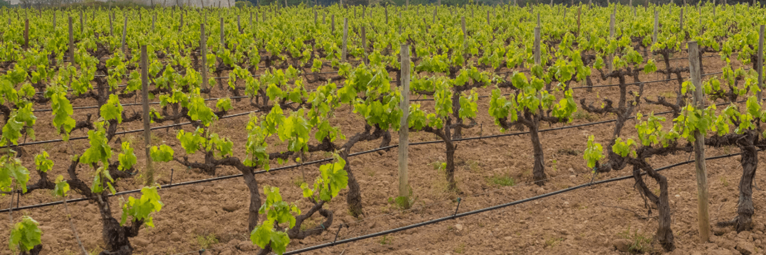 Penedès
