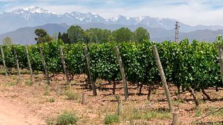 Bodega Familia Cassone