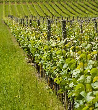Château Soucherie: A Timeless Loire Valley Winery