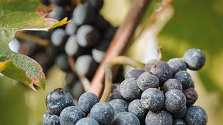 Weinprobe gepaart mit Gougère