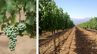 Degustação de vinhos e tour nas Bodegas Al Zagal