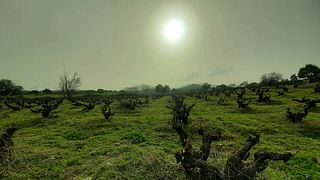 Bodegas Canopy: A Hidden Gem in Castilla-La Mancha