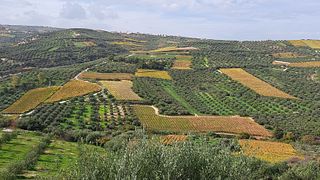 Vino - Degustazione di olio d'oliva e visita di ceramiche a Heraklion