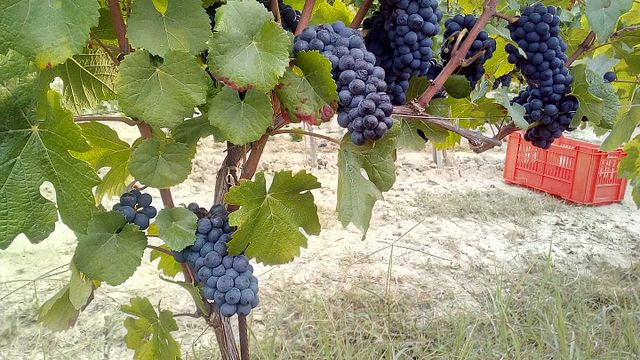 Tour in E-bike & wine e degustazione di vini