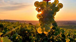 Domaine Nadine Ferrand
