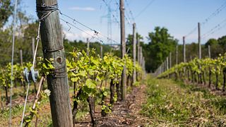 Degustazione Verticale Vespolina | Degustazione di vini presso la Cantina Pietro Cassina